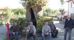 Tarihi Kabakoz Çınar ağacı köy halkına gölge olmaya devam ediyor