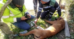 Yaralanan arama kurtarma köpeğine ilk müdahale Şile Belediyesi ekiplerinden geldi