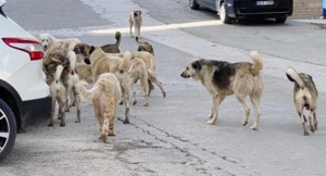 Başıboş sokak köpekleri düzenlemesinde sona gelindi!