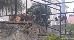 Başıboş köpeklere müdahale etmeyen Beykoz Belediyesi’ne mahalleliden tepki   