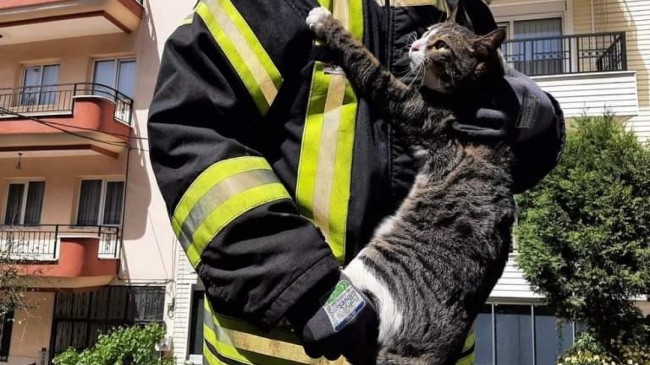 Kedi, kendisini kurtaran itfaiye erinin kucağından inmedi